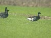 Black Brant at Paglesham Lagoon (Steve Arlow) (60065 bytes)